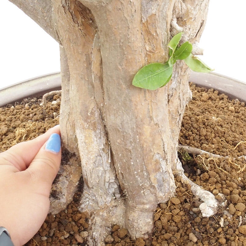 Izbová bonsai - Malpígia barbadoská čerešňa - Malpighia glabra L.