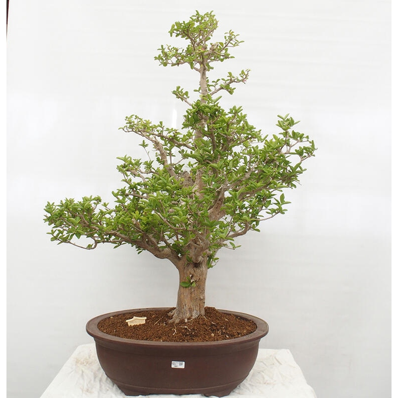 Izbová bonsai - Malpígia barbadoská čerešňa - Malpighia glabra L.