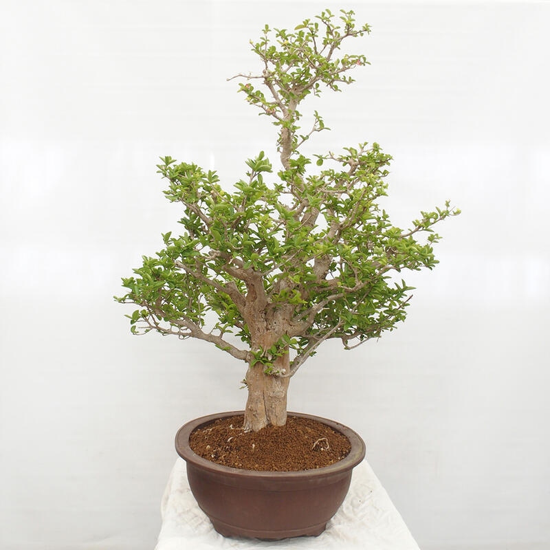 Izbová bonsai - Malpígia barbadoská čerešňa - Malpighia glabra L.