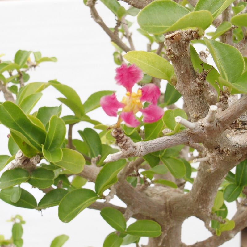 Izbová bonsai - Malpígia barbadoská čerešňa - Malpighia glabra L.