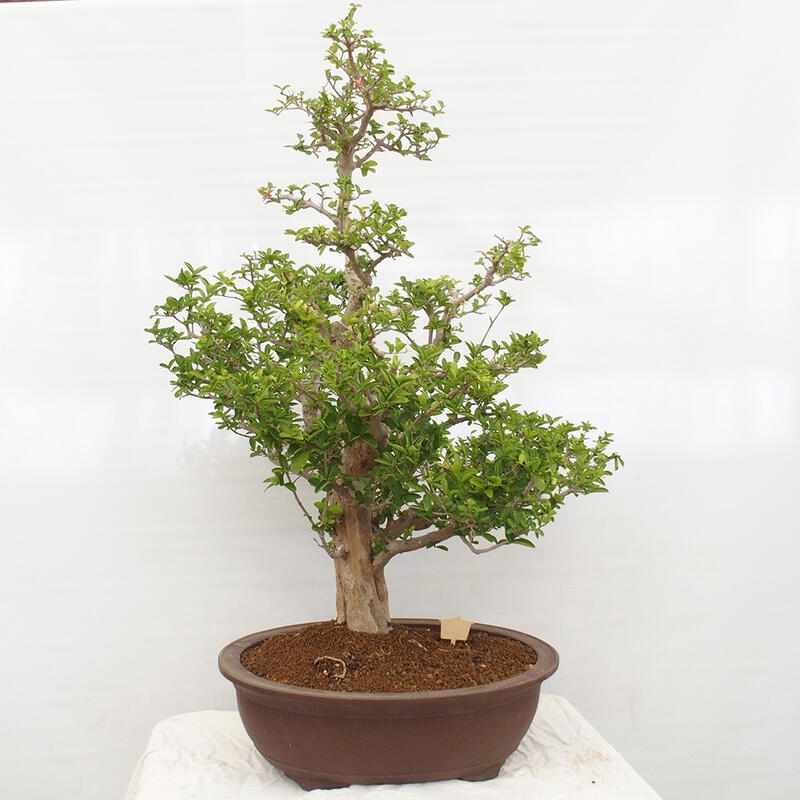 Izbová bonsai - Malpígia barbadoská čerešňa - Malpighia glabra L.