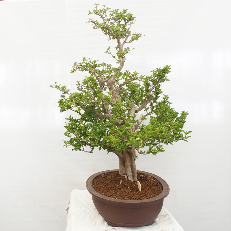 Izbová bonsai - Malpígia barbadoská čerešňa - Malpighia glabra L.