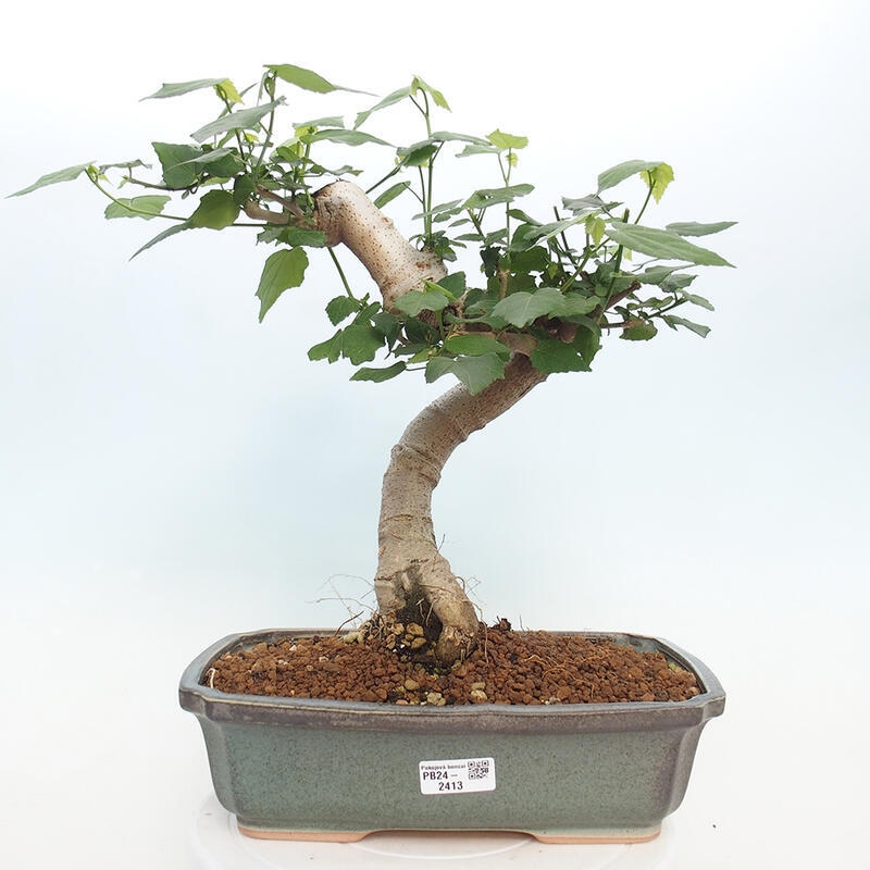 Izbová bonsai - Malvaviscus arboreus - ibištekovec drevnatý