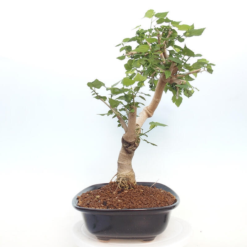 Izbová bonsai - Malvaviscus arboreus - ibištekovec drevnatý