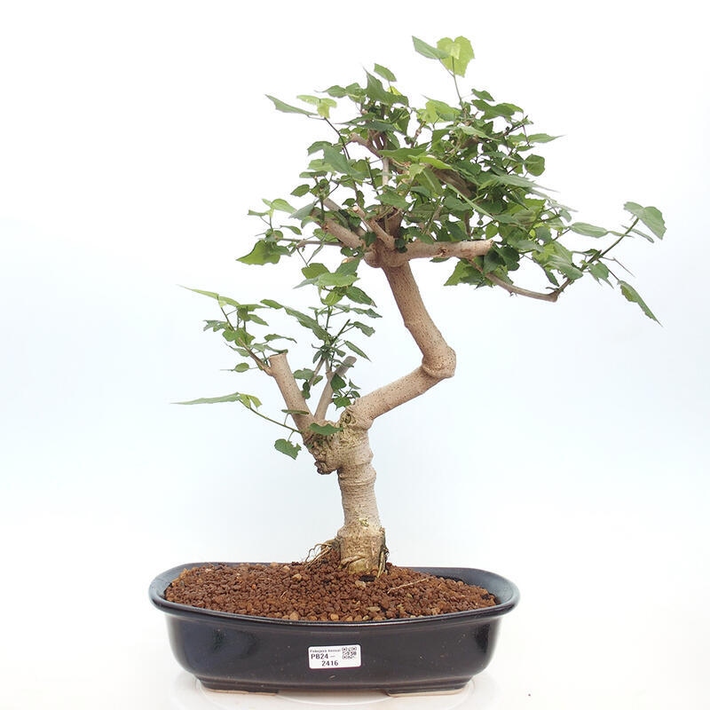 Izbová bonsai - Malvaviscus arboreus - ibištekovec drevnatý