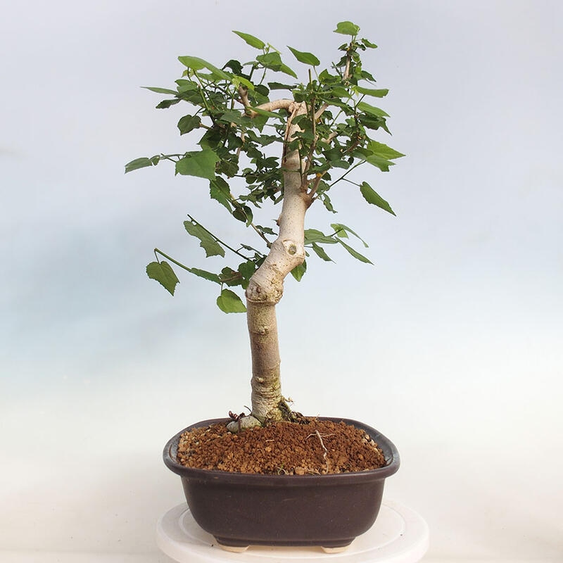 Izbová bonsai - Malvaviscus arboreus - ibištekovec drevnatý