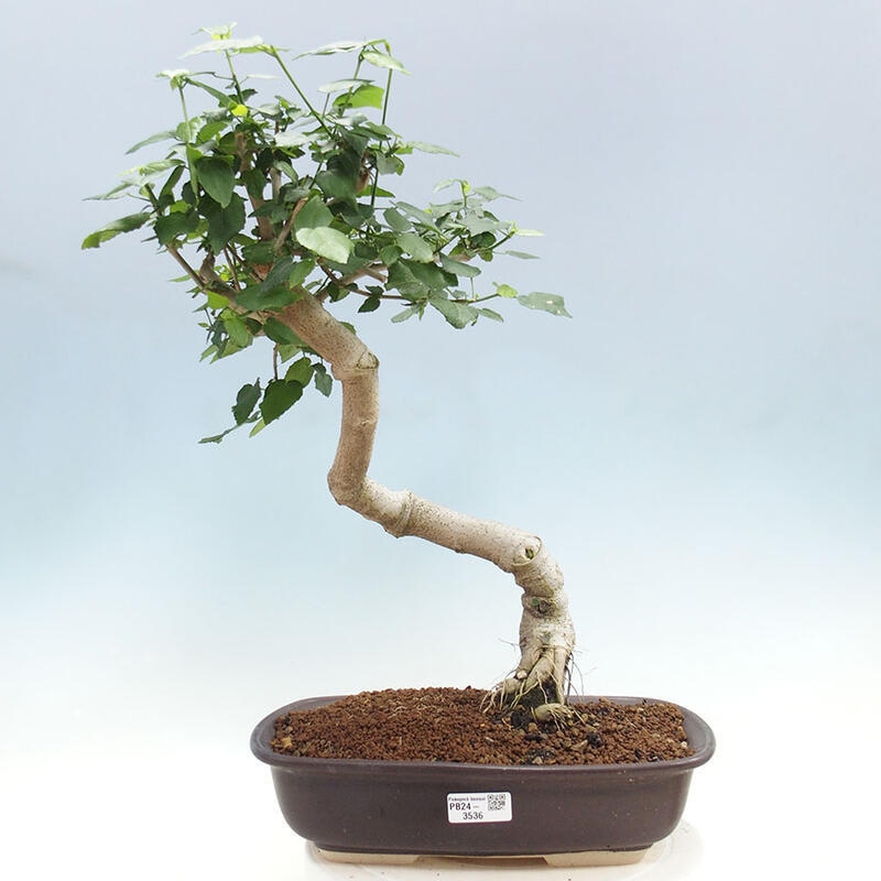 Izbová bonsai - Malvaviscus arboreus - ibištekovec drevnatý + kniha SUISEKI Zadarmo