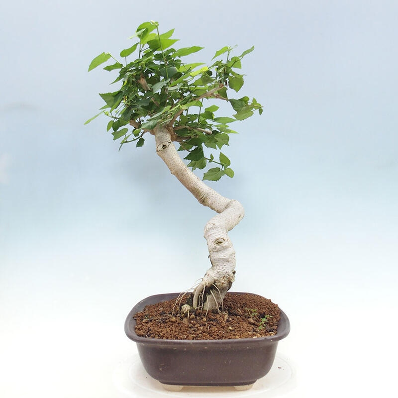 Izbová bonsai - Malvaviscus arboreus - ibištekovec drevnatý + kniha SUISEKI Zadarmo