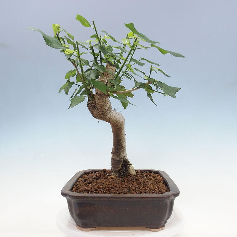 Izbová bonsai - Malvaviscus arboreus - ibištekovec drevnatý + kniha SUISEKI Zadarmo