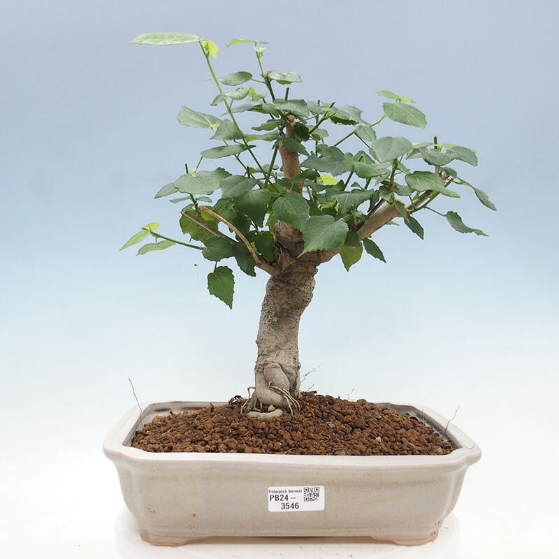 Izbová bonsai - Malvaviscus arboreus - ibištekovec drevnatý + kniha SUISEKI Zadarmo