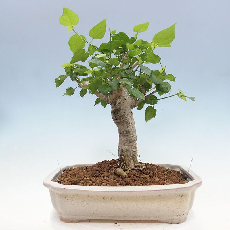 Izbová bonsai - Malvaviscus arboreus - ibištekovec drevnatý + kniha SUISEKI Zadarmo