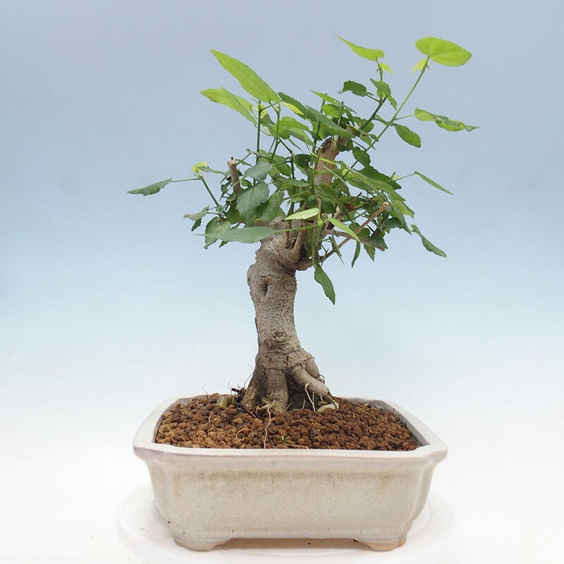 Izbová bonsai - Malvaviscus arboreus - ibištekovec drevnatý + kniha SUISEKI Zadarmo