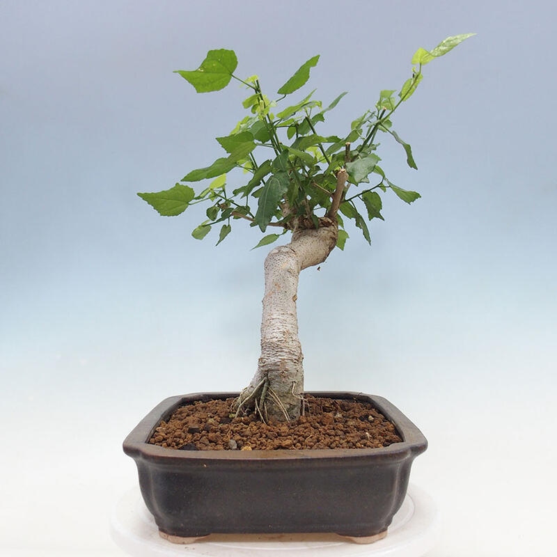 Izbová bonsai - Malvaviscus arboreus - ibištekovec drevnatý + kniha SUISEKI Zadarmo