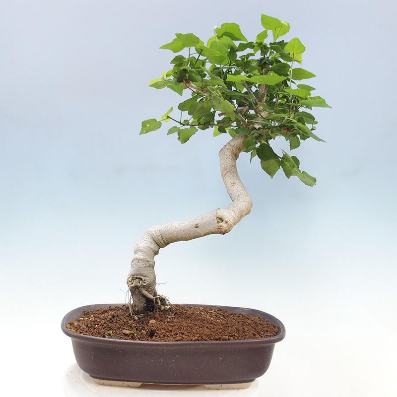 Izbová bonsai - Malvaviscus arboreus - ibištekovec drevnatý + kniha SUISEKI Zadarmo