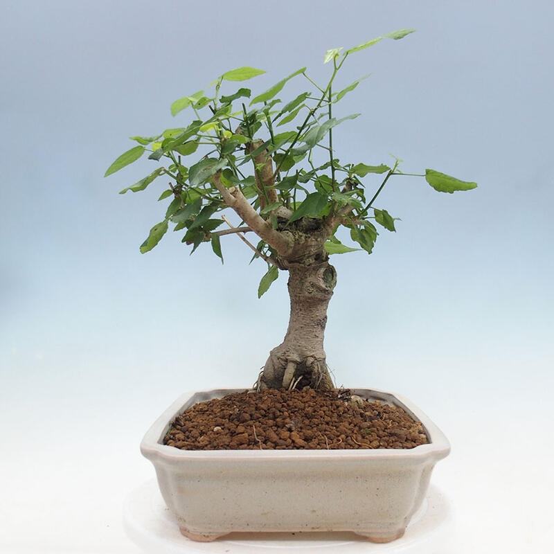 Izbová bonsai - Malvaviscus arboreus - ibištekovec drevnatý + kniha SUISEKI Zadarmo