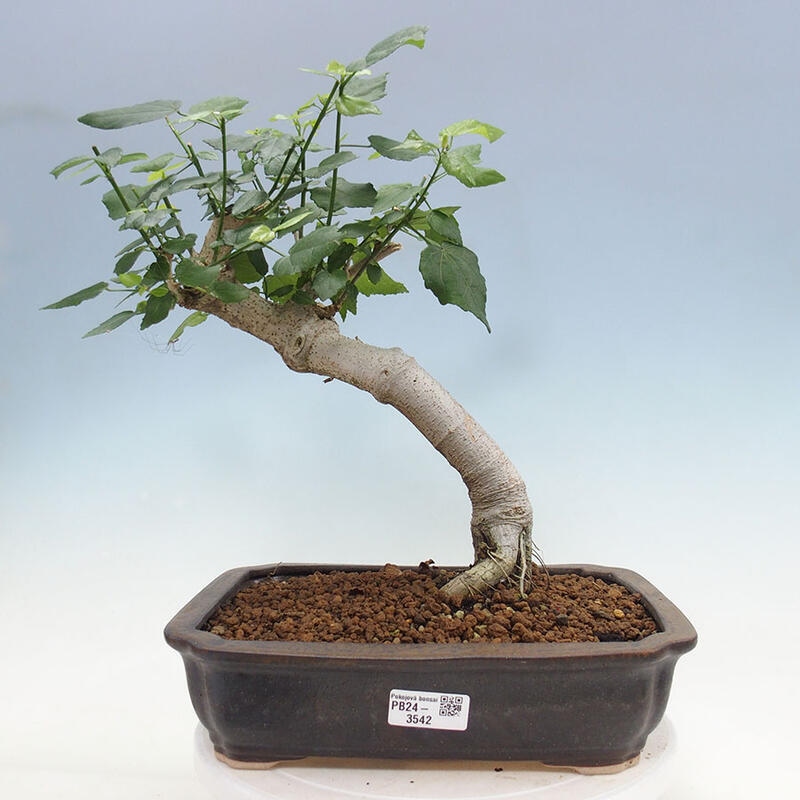 Izbová bonsai - Malvaviscus arboreus - ibištekovec drevnatý + kniha SUISEKI Zadarmo