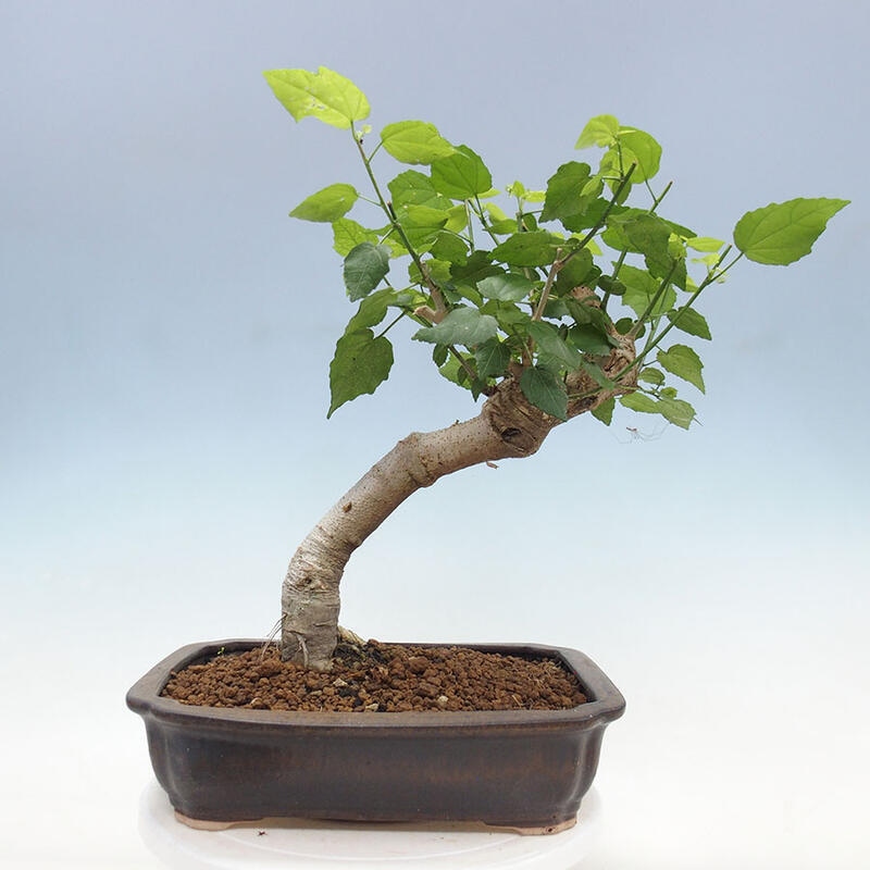 Izbová bonsai - Malvaviscus arboreus - ibištekovec drevnatý + kniha SUISEKI Zadarmo