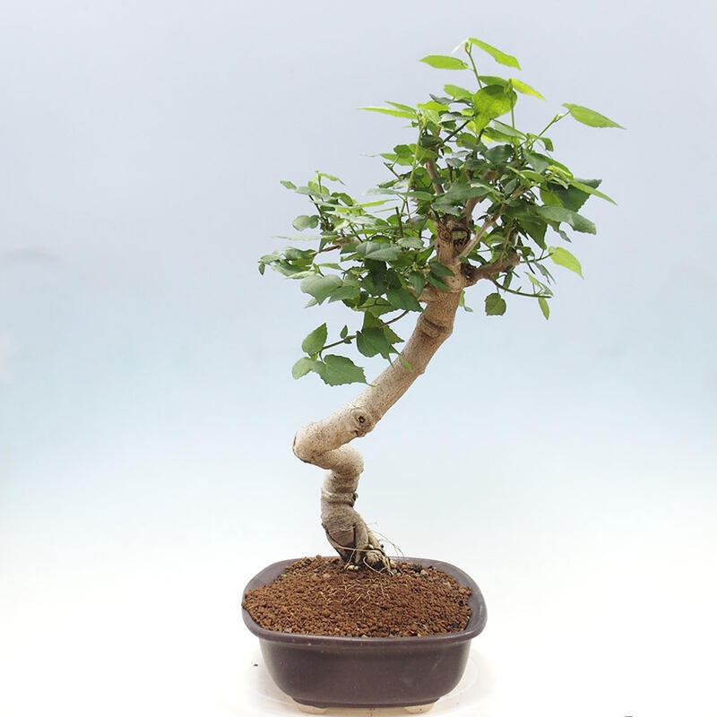 Izbová bonsai - Malvaviscus arboreus - ibištekovec drevnatý + kniha SUISEKI Zadarmo