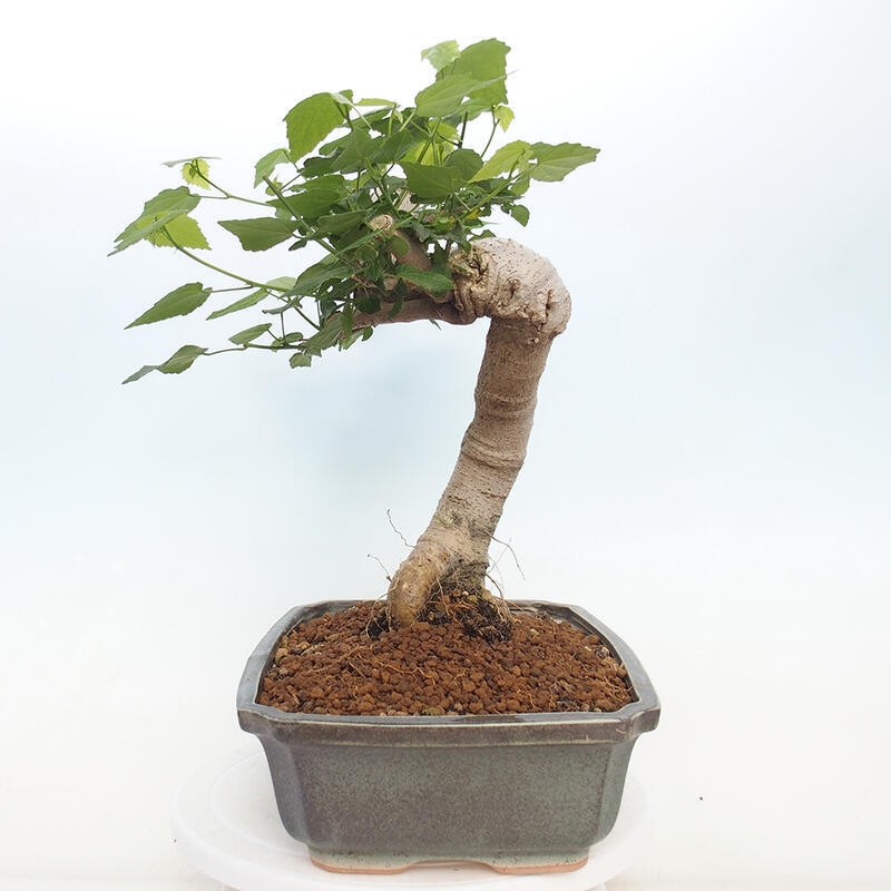 Izbová bonsai - Malvaviscus arboreus - ibištekovec drevnatý