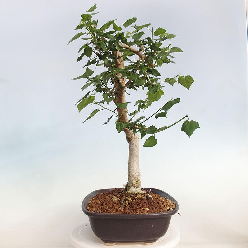 Izbová bonsai - Malvaviscus arboreus - ibištekovec drevnatý