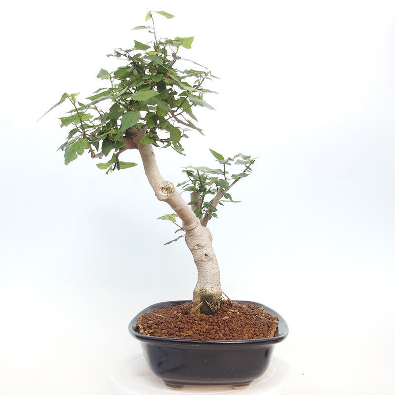 Izbová bonsai - Malvaviscus arboreus - ibištekovec drevnatý