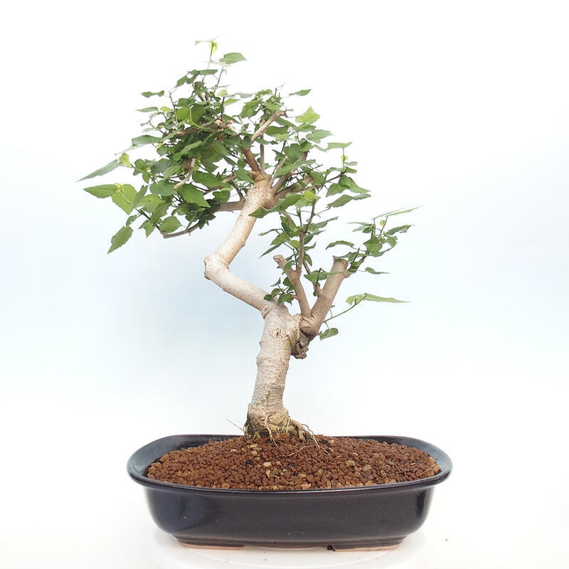 Izbová bonsai - Malvaviscus arboreus - ibištekovec drevnatý