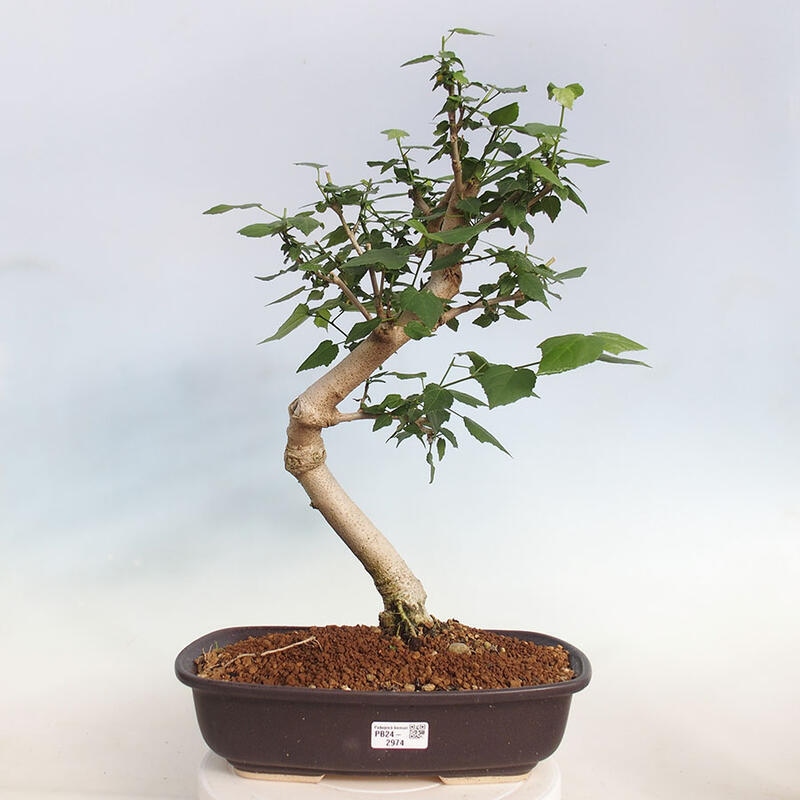 Izbová bonsai - Malvaviscus arboreus - ibištekovec drevnatý