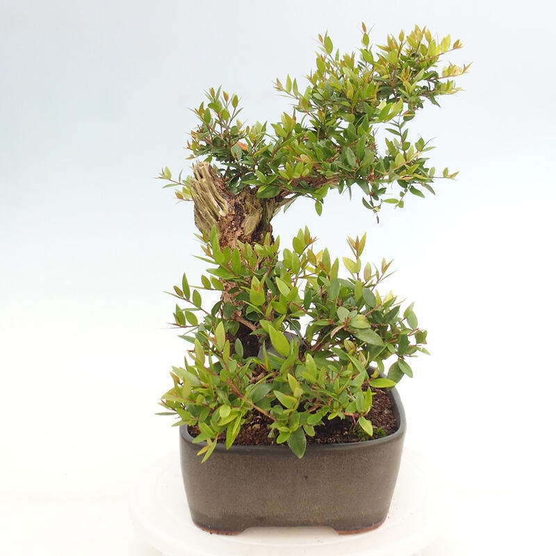 Izbová bonsai - Myrtus communis - Myrta obyčajná