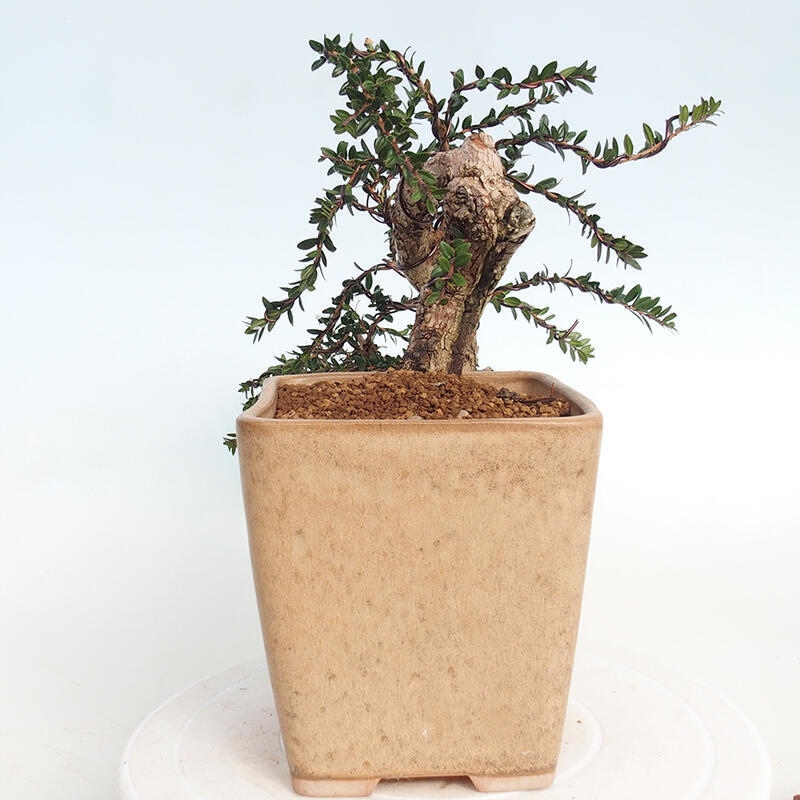 Izbová bonsai - Myrtus communis - Myrta obyčajná