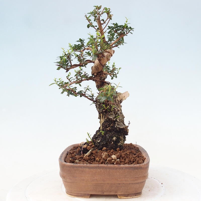 Izbová bonsai - Myrtus communis - Myrta obyčajná