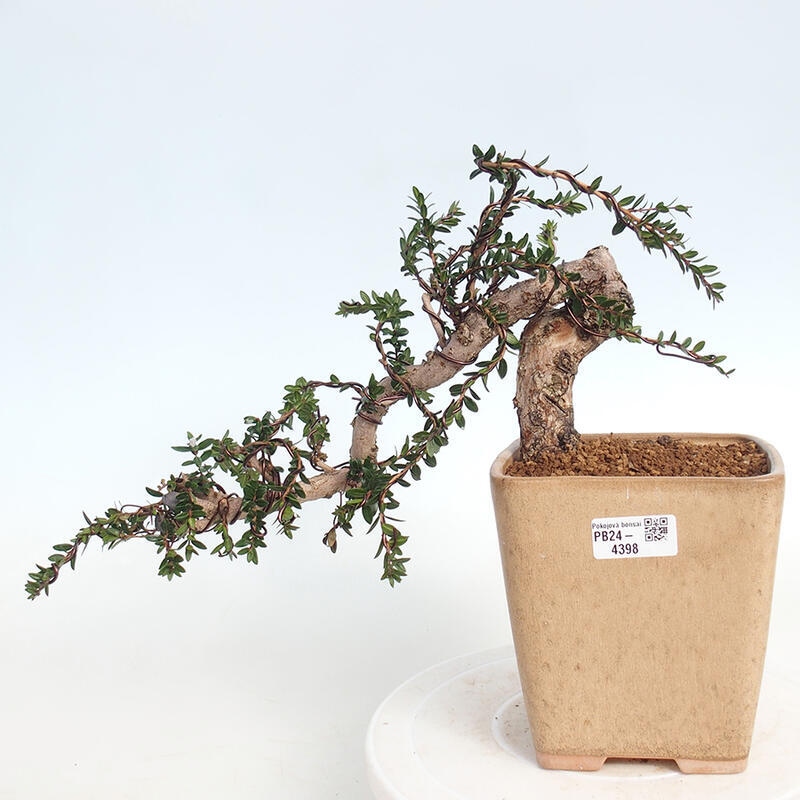 Izbová bonsai - Myrtus communis - Myrta obyčajná