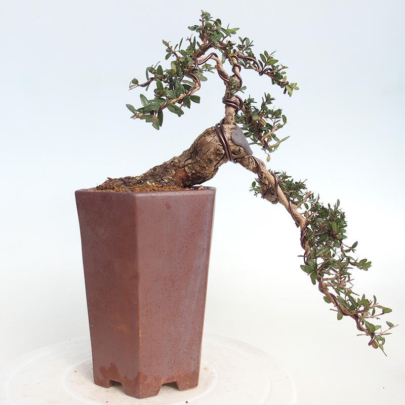 Izbová bonsai - Myrtus communis - Myrta obyčajná