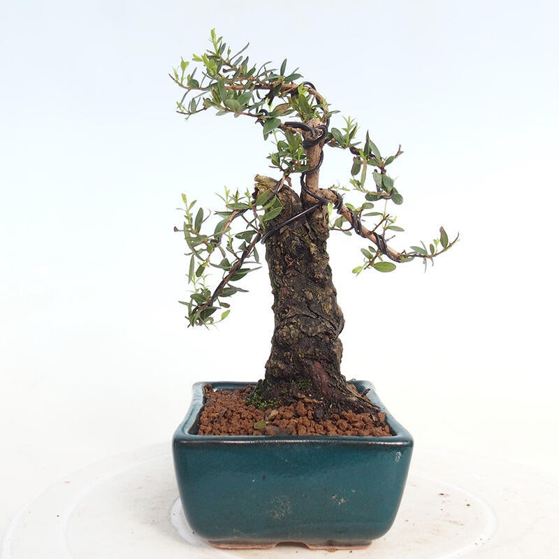 Izbová bonsai - Myrtus communis - Myrta obyčajná