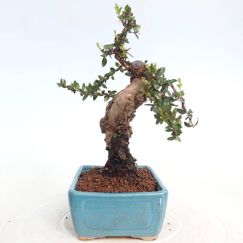 Izbová bonsai - Myrtus communis - Myrta obyčajná