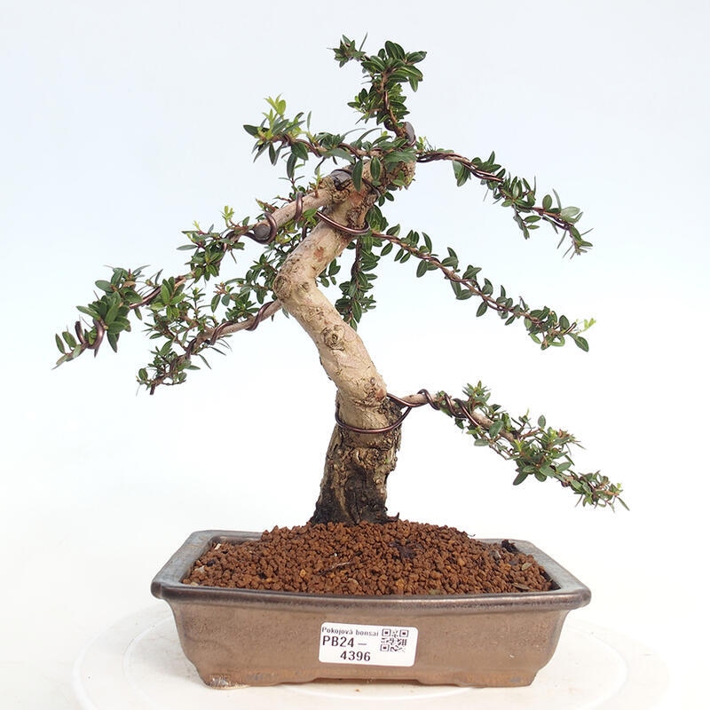 Izbová bonsai - Myrtus communis - Myrta obyčajná