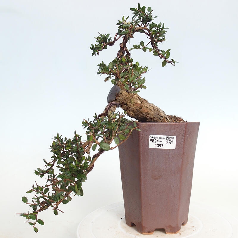 Izbová bonsai - Myrtus communis - Myrta obyčajná