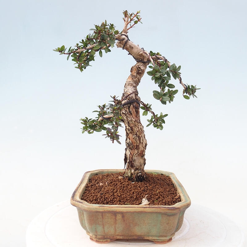 Izbová bonsai - Myrtus communis - Myrta obyčajná