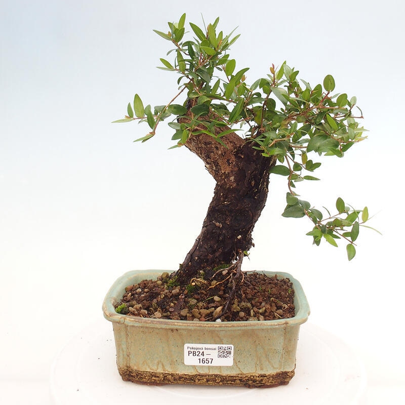 Izbová bonsai - Myrtus communis - Myrta obyčajná