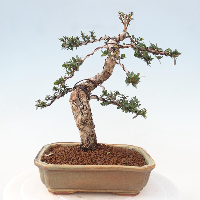 Izbová bonsai - Myrtus communis - Myrta obyčajná