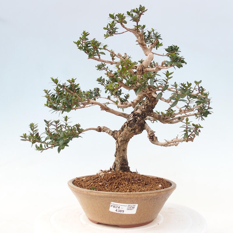 Izbová bonsai - Myrtus communis - Myrta obyčajná