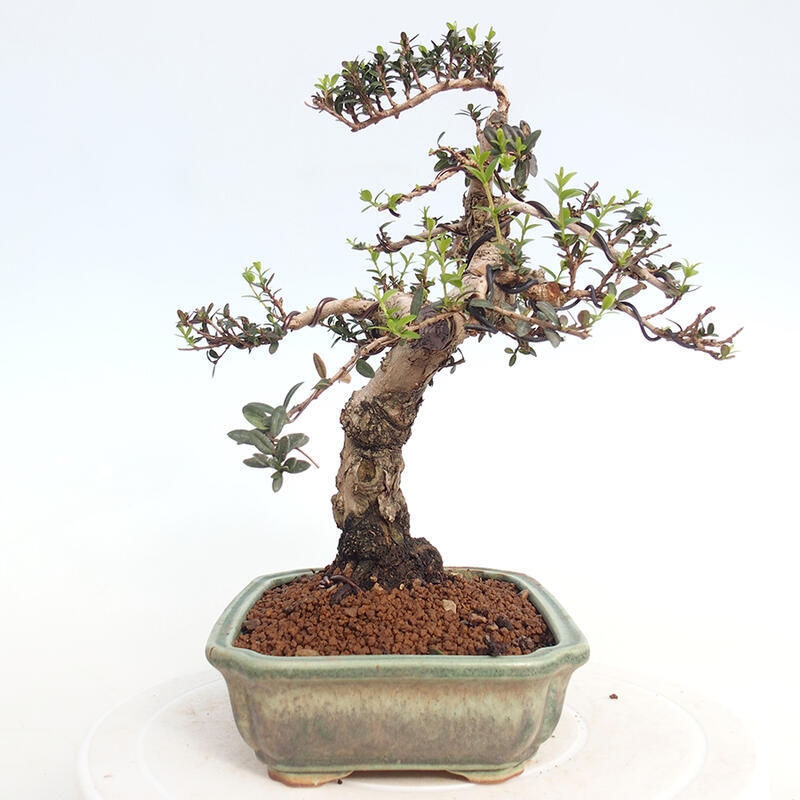 Izbová bonsai - Myrtus communis - Myrta obyčajná