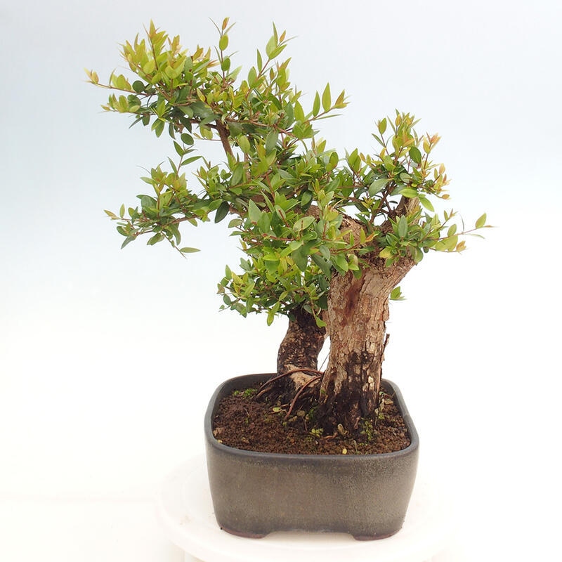 Izbová bonsai - Myrtus communis - Myrta obyčajná