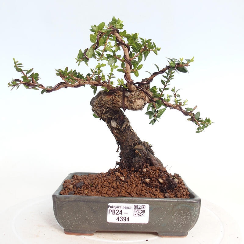 Izbová bonsai - Myrtus communis - Myrta obyčajná