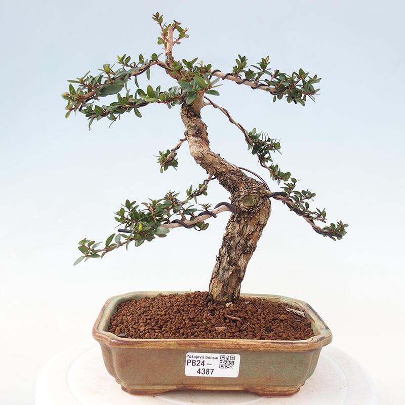 Izbová bonsai - Myrtus communis - Myrta obyčajná