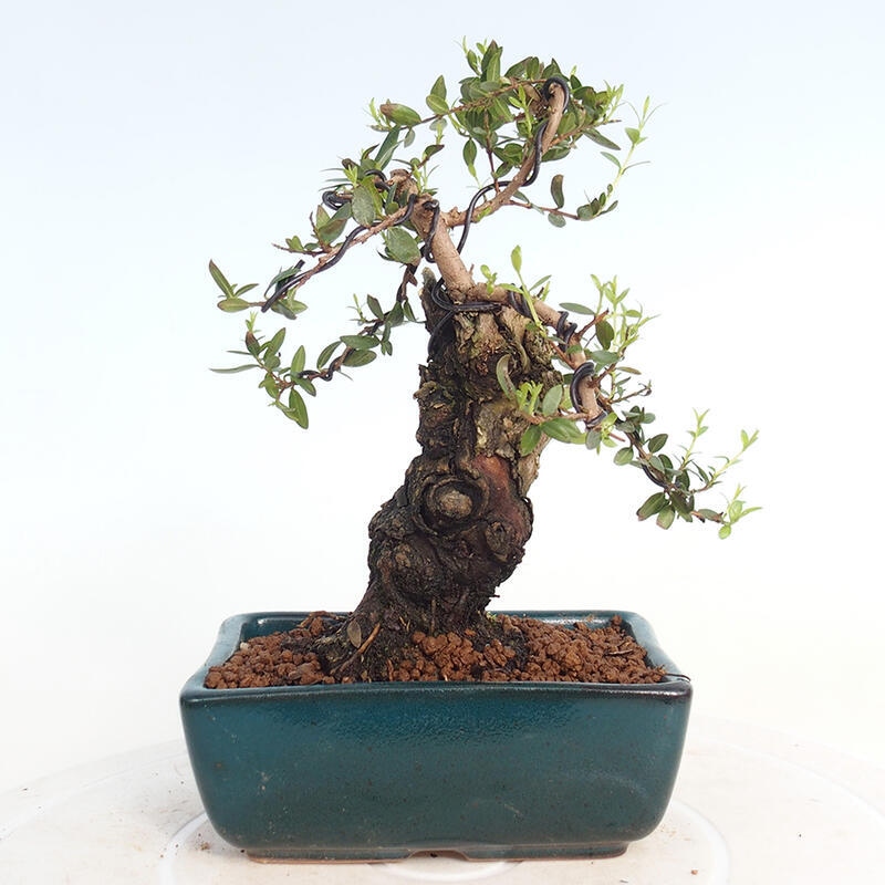 Izbová bonsai - Myrtus communis - Myrta obyčajná