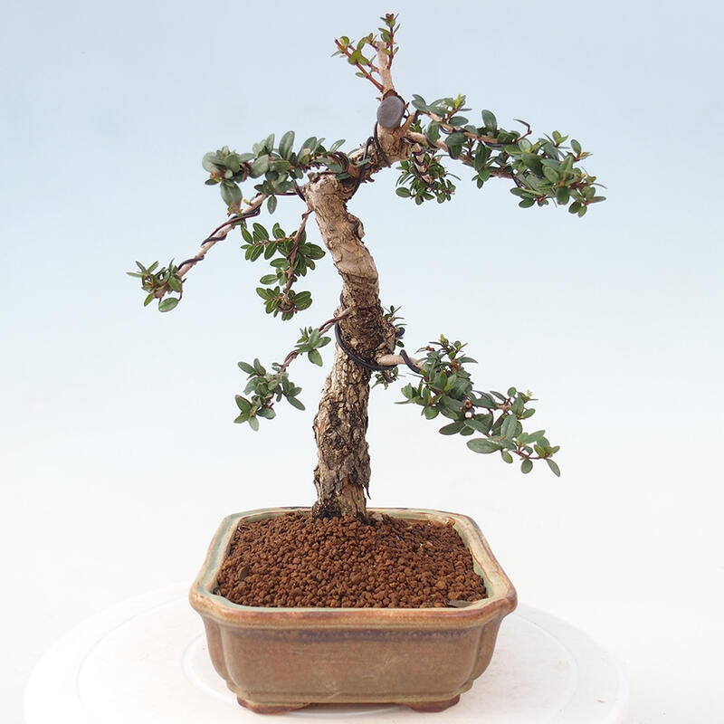 Izbová bonsai - Myrtus communis - Myrta obyčajná