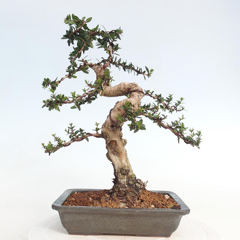 Izbová bonsai - Myrtus communis - Myrta obyčajná