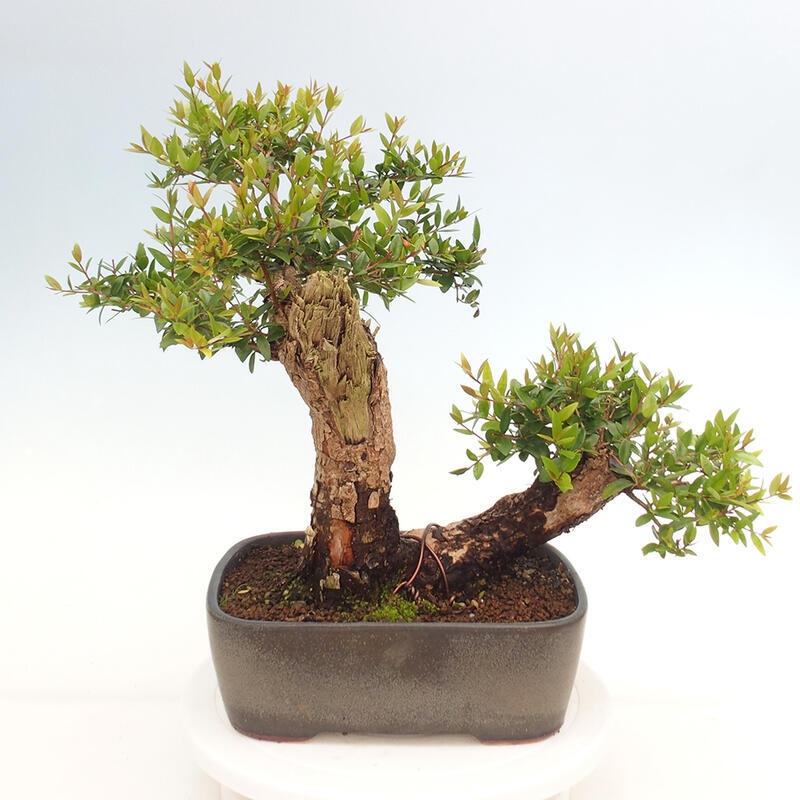 Izbová bonsai - Myrtus communis - Myrta obyčajná