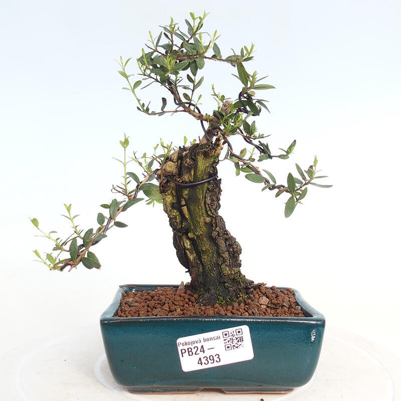 Izbová bonsai - Myrtus communis - Myrta obyčajná