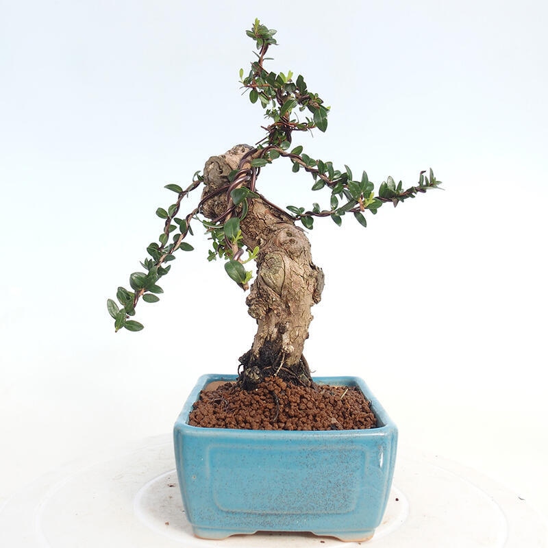 Izbová bonsai - Myrtus communis - Myrta obyčajná